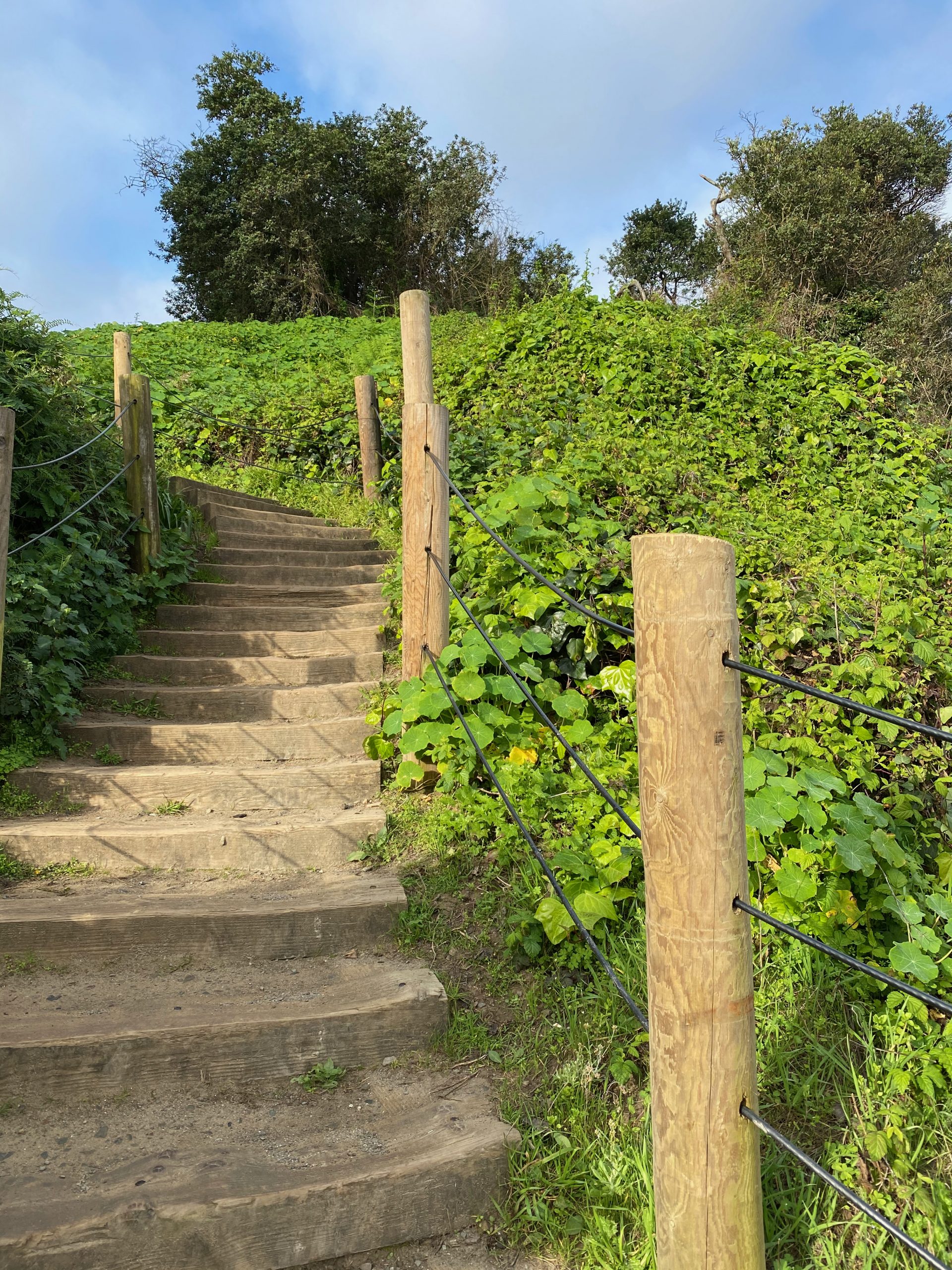 Outdoor steps edged by greenery