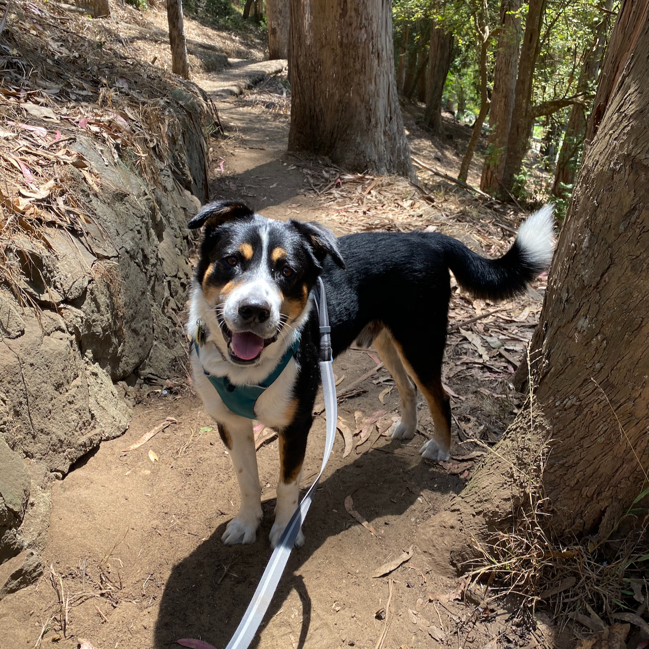Dog on hiking trail